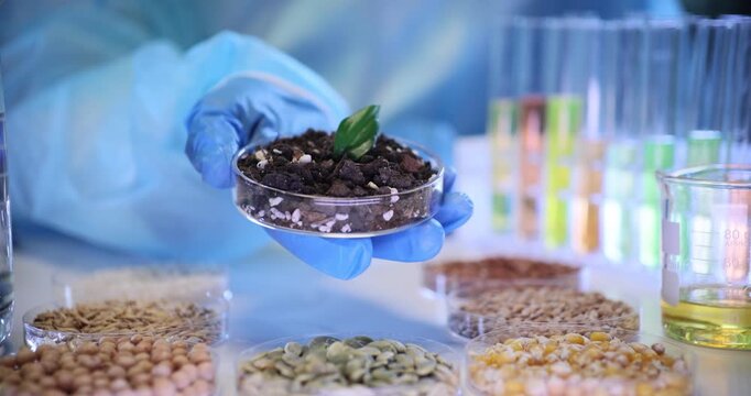 Laboratory employee holds Petri dish containing fine dark soil. Experienced laboratory assistant conducts biological analysis of seed samples