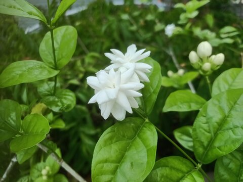  jasmine flowers in bloom, showcasing delicate white petals and natural beauty. This fragrant flowering plant is widely valued for ornamental, gardening and floral arrangements
