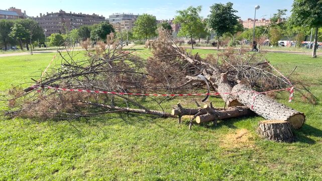 Large fallen tree lies across grassy park area. Tree trunk and branches scattered on ground. Red and white tape marks off hazardous zone. Background shows urban buildings and greenery