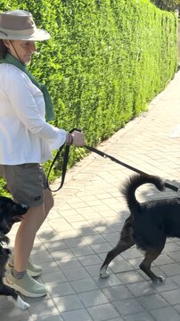 Madrid, Spain, June 9-2026: Vertical 4K footage of a person in a hat walking two black dogs on a leash along a sunny residential sidewalk in Spain, with green hedges and stone building entrance.
