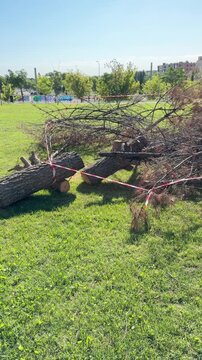 Vertical 4K footage of a felled tree lying on green grass in a Madrid urban park, surrounded by red and white safety tape. Residential buildings visible in the background.