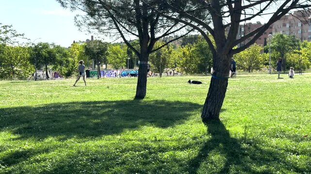 Madrid, Spain, June 9-2026: Horizontal 4K footage of a green urban park in Sanchinarro, Madrid, with pine trees, people walking dogs, graffiti wall, and residential buildings in the background.