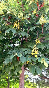 Tree with green leaves and yellow flowers. Small red fruits appear among foliage. Sunlight filters through dense canopy. Natural outdoor setting with blurred background trees