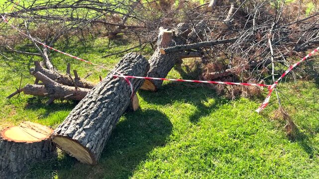 Large fallen tree lies on grass, marked with red and white caution tape. Stump shows clean cut, trunk split into sections. Branches sprawl across lawn, indicating recent removal