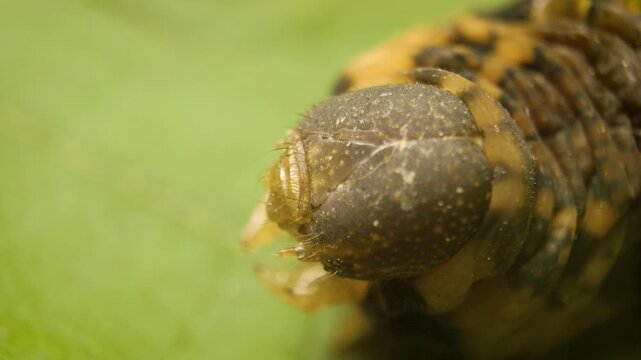 Macro view of Elephant Hawk Moth caterpillar (Deilephila elpenor) on natural vegetation