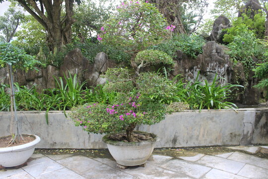 Potted bougainvillea bonsai tree displayed in stone bowl within beautiful garden.