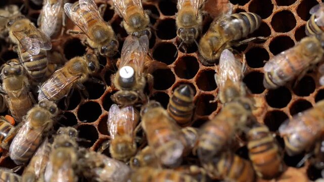 close up of queen bee