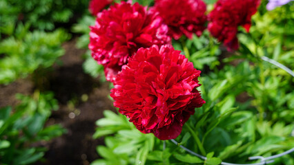 Peonia, Piwonia, Aflopark Pabianice Polska © Krzysztof