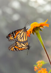 Macro of paired Monarch butterflies (Danaus plexippus) mating, while hanging from a tithonia (Mexican torch sunflower) flower. Side view on a natural bokeh background. © Corry Anne