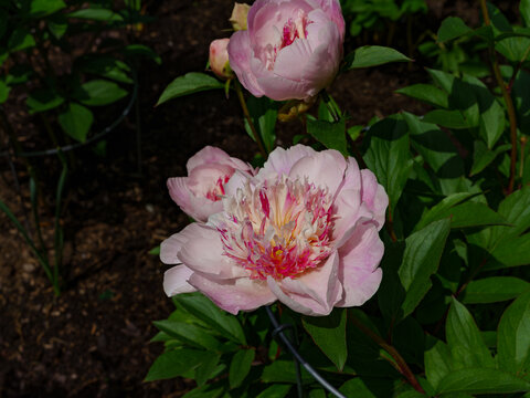 Peonia, Piwonia, Aflopark Pabianice Polska