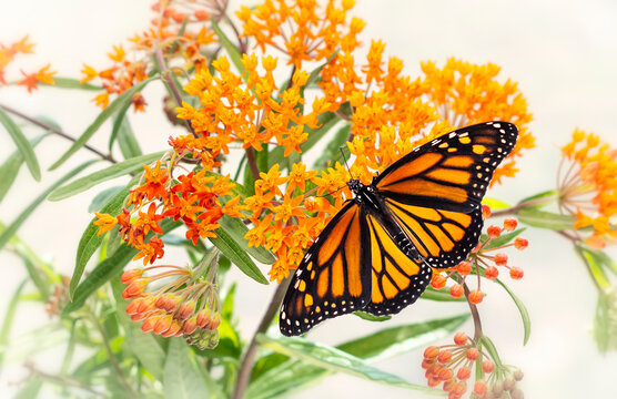A female monarch butterfly (danaus plexippus) feeding on an orange milkweed butterfly plant (asclepias tuberosa). Top view with wings spread open.