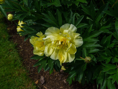 Peonia, Piwonia, Aflopark Pabianice Polska