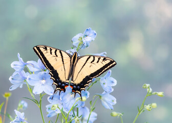 Macro of a two-tailed swallowtail butterfly (papilio multicaudata) resting on delphium flowers,. Top view with wings spread open. On a natural bokeh background. © Corry Anne