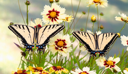 Macro of 2 two-tailed swallowtail butterflies (papilio multicaudata) resting amongst yellow coreopsis flowers - top view with wings spread open - on a natural bokeh background. © Corry Anne