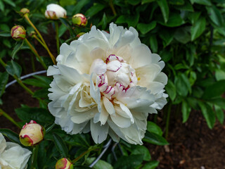 Peonia, Piwonia, Aflopark Pabianice Polska © Krzysztof