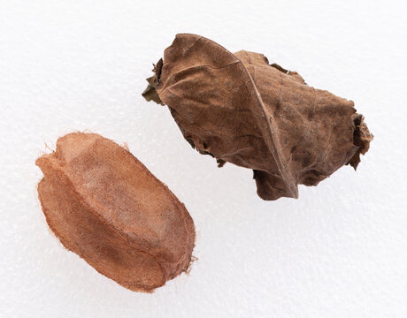 Macro of Luna silkmoth (Actias luna) pupae - white background