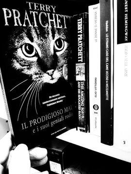 Rome, Italy - June 12, 2026, The Prodigious Maurice and His Brilliant Rodents, by the British writer Terry Pratchett, known for his humorous fantasy novels, on the shelf of a second-hand bookshop.