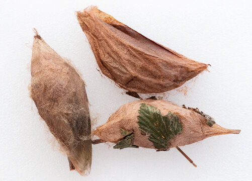Macro of Cecropia silkmoth cocoons (hyalophora cecropia) - white background