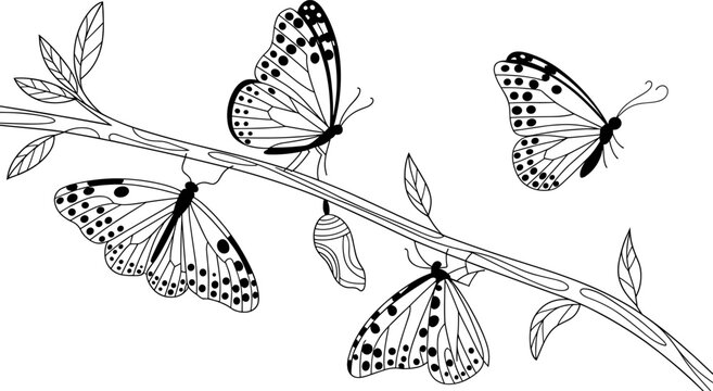Detailed black and white coloring page illustration featuring monarch butterflies and a chrysalis resting on a leafy branch image_1d1108.jpg