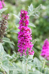 Obraz premium Beautiful Butterfly Bush (buddleja davidii) flowers.
