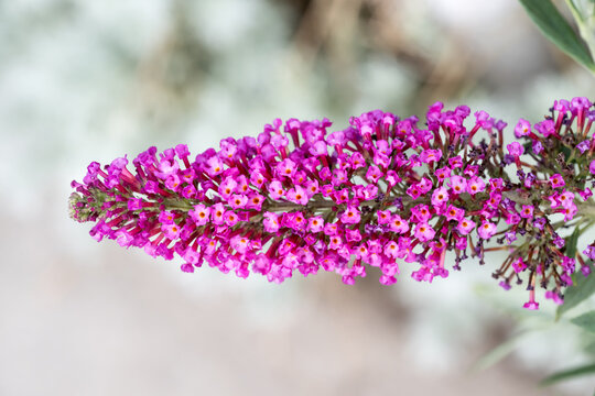 Beautiful Butterfly Bush (buddleja davidii) flowers.