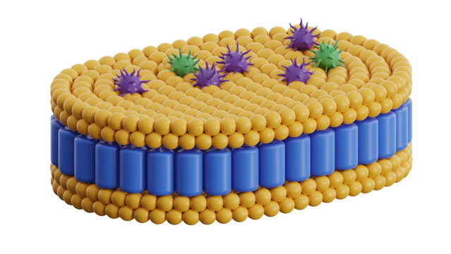 3d illustration of a cell membrane with embedded proteins and lipid bilayer Vector