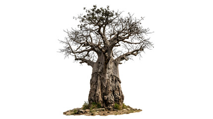 Obraz premium An ancient and majestic baobab tree, iconic symbol of resilience, standing tall with its unique, thick trunk and gnarled branches, captured in stunning detail against a pure white background