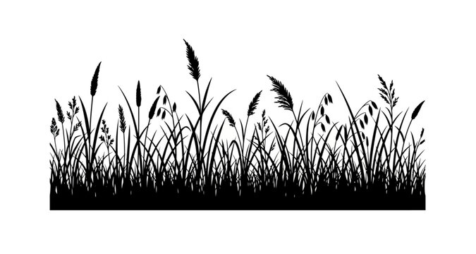 Wild grasses silhouette on transparent background