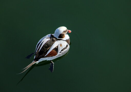 Eisente (Clangula hyemalis) im Winterkleid