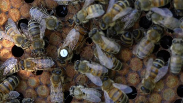 Queen bee lays eggs