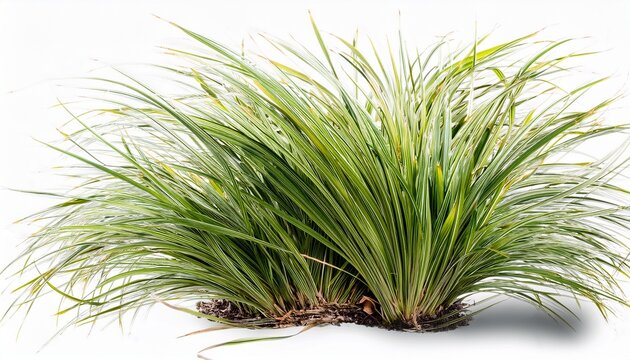 Panicum Virgatum Commonly Known As Switchgrass Isolated On Transparent Background Cut Out
