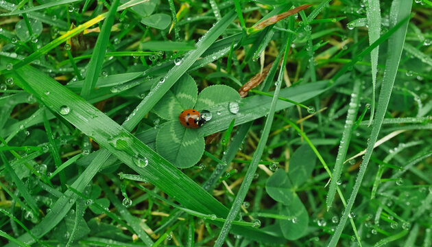 A ladybug drifts across dew-silver grass like a tiny comet in a green dream