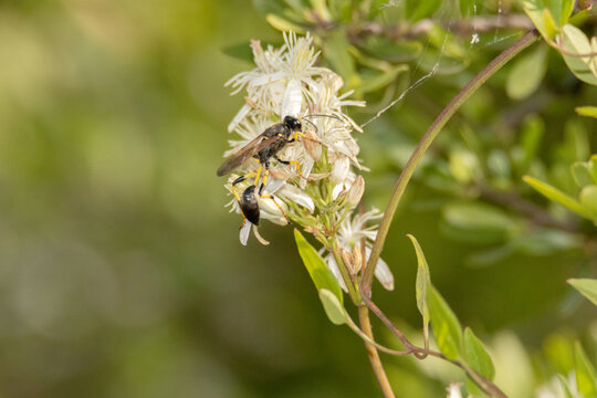Pos&aacute;ndose en las flores una Avispa alfarera (Sceliphron Destillatorium)