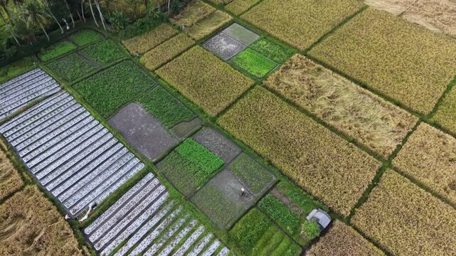 Aerial view of traditional subak rice fields and agricultural patches in Bali