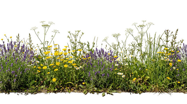 Wildflower meadow foreground strip isolated on white transparent background, panoramic cutout PNG for architectural site rendering