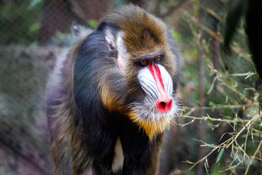 A mandrill (Mandrillus sphinx) at Chapultepec zoo