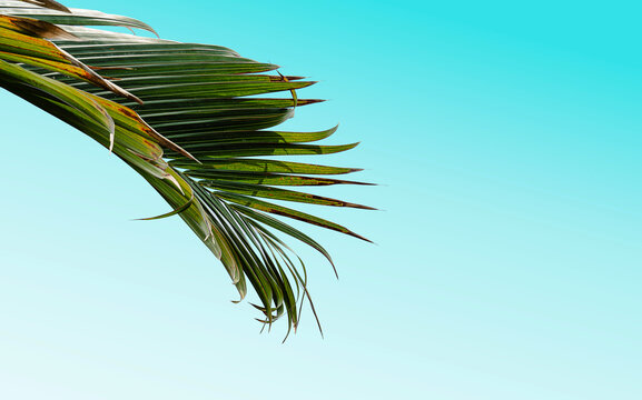 Tropical palm leaf against turquoise gradient sky background with copy space