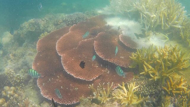 Underwater video footage of a large school of tropical sergeant major fish swimming in clear ocean