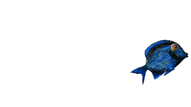 animated illustration of blue Kole Tang fish on white background