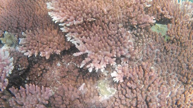 Underwater video footage of a large school of tropical sergeant major fish swimming in clear ocean