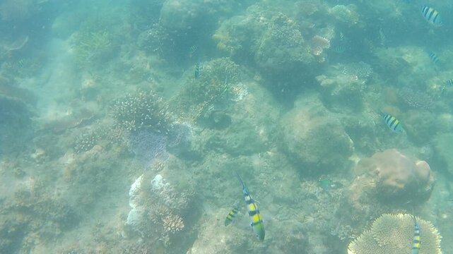 Underwater video footage of a large school of tropical sergeant major fish swimming in clear ocean