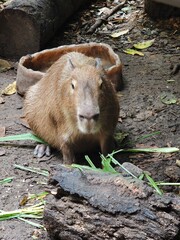 Naklejka premium capybara