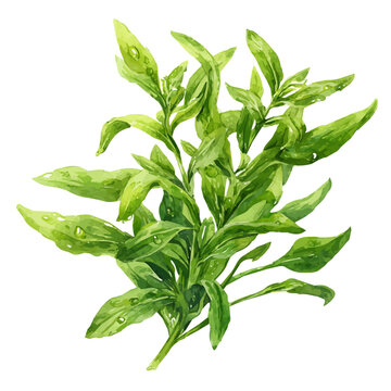 Watercolor drawing of Tarragon, on clean white background