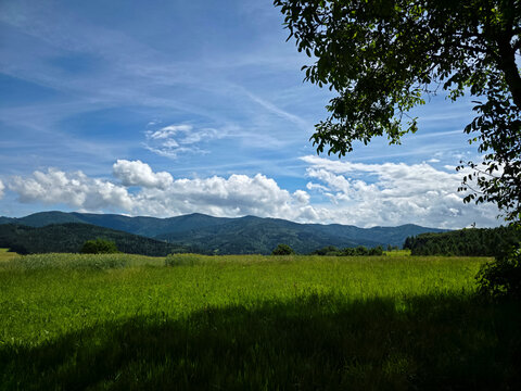 germany, refreshing shade beneath a tree overlooking meadow foreground and forested mountain horizons