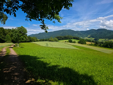 germany, shaded hiking path beneath tree canopy with mountains beyond forest edge and summer clouds
