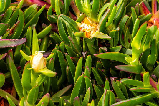 Carpobrotus edulis pertenece a la familia Aizoaceae.