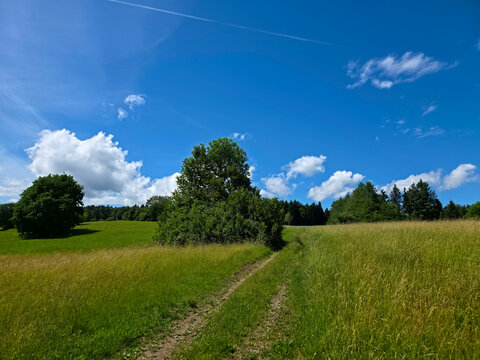germany, peaceful walking path through green meadows beside forest edge in glorious black forest countryside