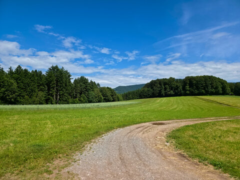 germany, graceful curved hiking trail along forest edge surrounded by flourishing summer landscape and serenity