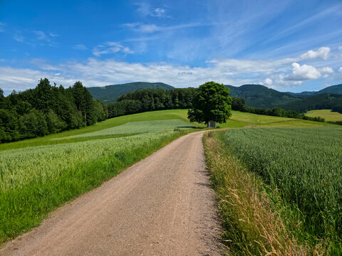 germany, panoramic black forest vista with old tree chapel and curved trail beneath radiant skies