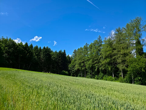 germany, golden grain field foreground meeting forest edge beneath sparkling blue summer sky and tranquility